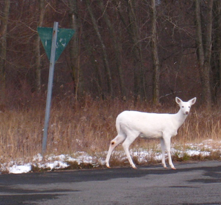 Illustration for article titled The World's Largest Herd of White Deer Lives in New York